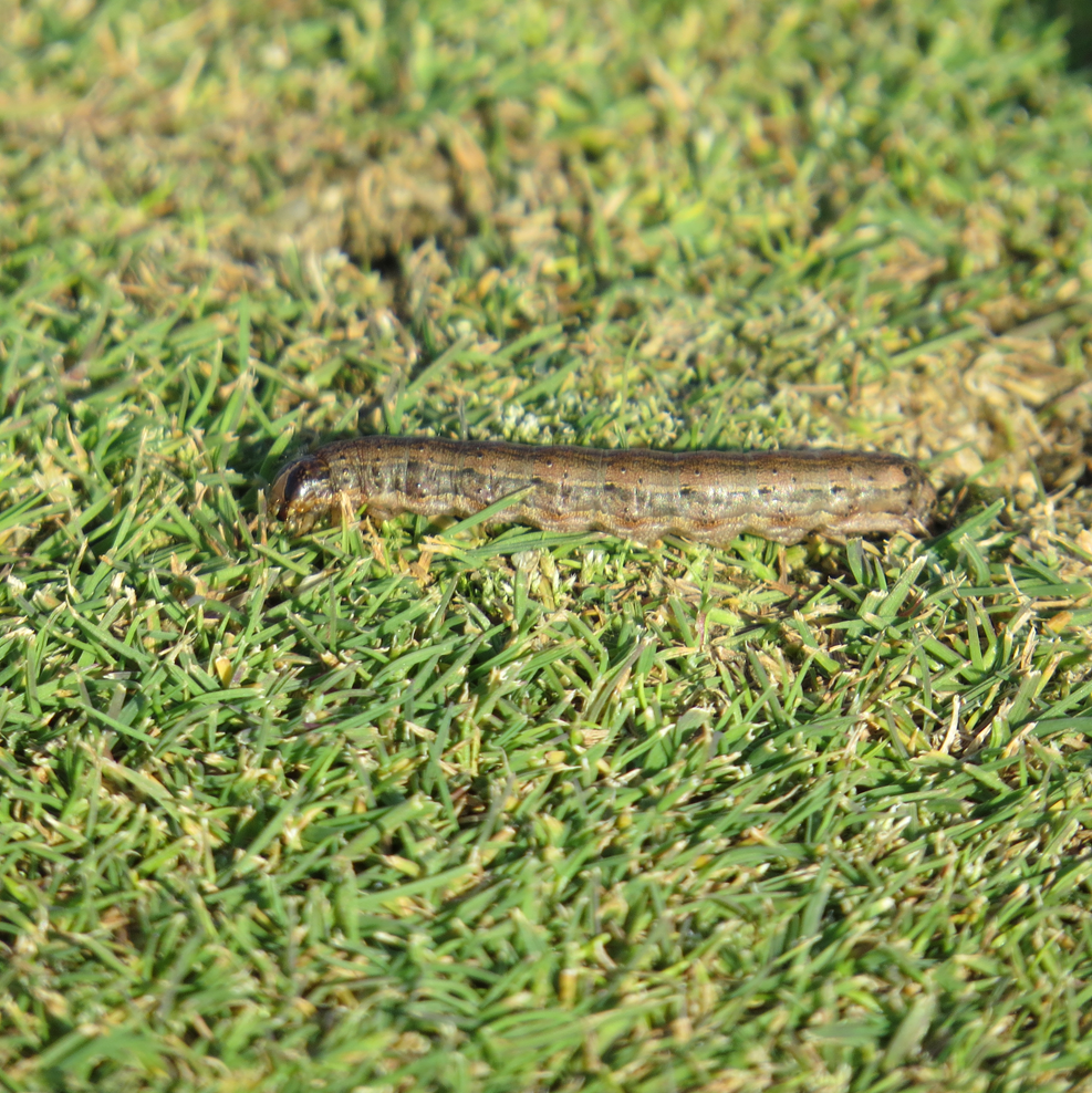 A fall armyworm laying on the ground.